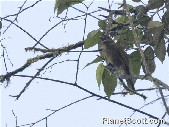 Ochre-breasted Tanager (Chlorothraupis stolzmanni)