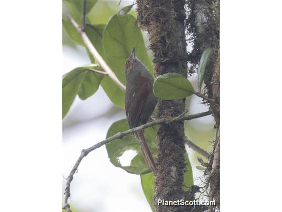 Red-faced Spinetail (Cranioleuca erythrops)