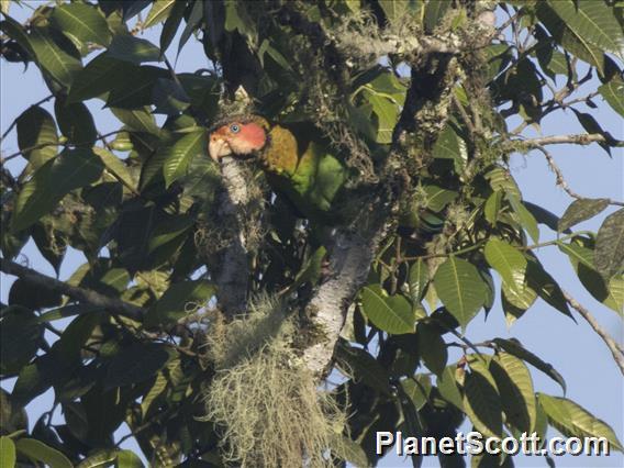 Rose-faced Parrot (Pyrilia pulchra)