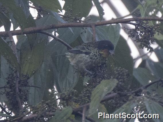 Rufous-throated Tanager (Ixothraupis rufigula)