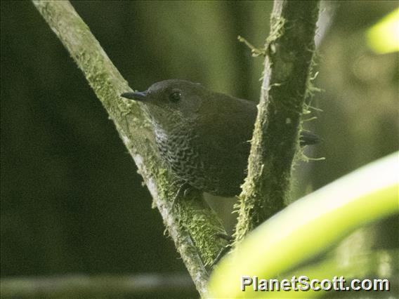 Scaly-breasted Wren (Microcerculus marginatus)