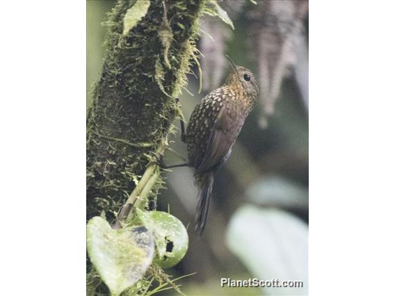 Spotted Barbtail (Premnoplex brunnescens)