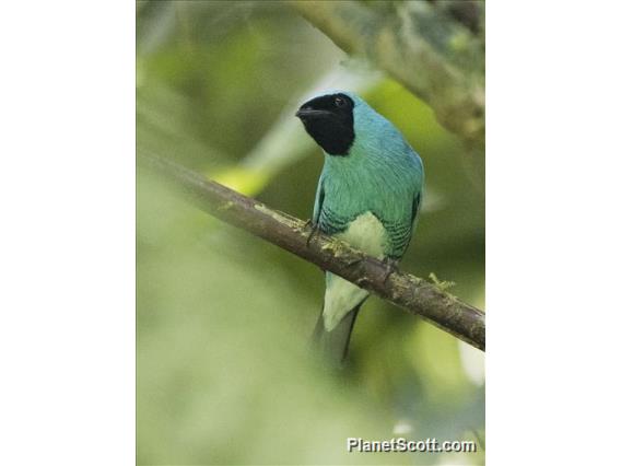 Swallow Tanager (Tersina viridis)