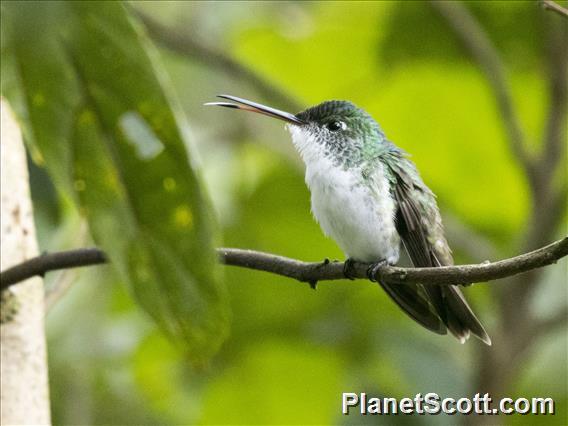 Andean Emerald (Uranomitra franciae)