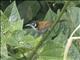 Bay Wren (Cantorchilus nigricapillus)