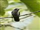 Brown Violetear (Colibri delphinae)