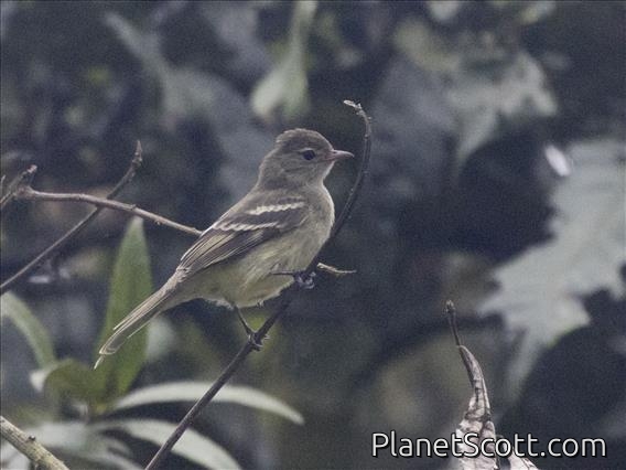 Coopmans's Elaenia (Elaenia brachyptera)
