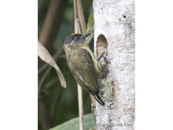 Olivaceous Piculet (Picumnus olivaceus)