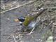 Orange-billed Sparrow (Arremon aurantiirostris)