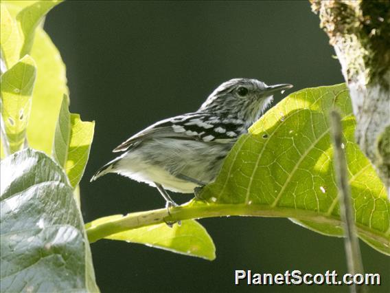 Pacific Antwren (Myrmotherula pacifica)