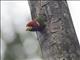 Red-headed Barbet (Eubucco bourcierii) - Male