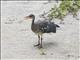 Sunbittern (Eurypyga helias)