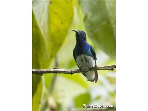 White-necked Jacobin (Florisuga mellivora)