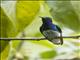 White-necked Jacobin (Florisuga mellivora)