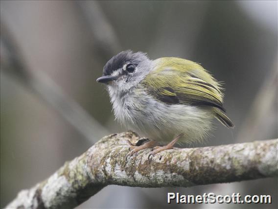 Black-capped Pygmy-Tyrant (Myiornis atricapillus)