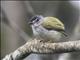 Black-capped Pygmy-Tyrant (Myiornis atricapillus)