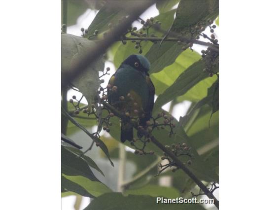 Black-faced Dacnis (Dacnis lineata)