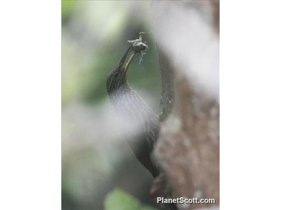 Black-striped Woodcreeper (Xiphorhynchus lachrymosus)