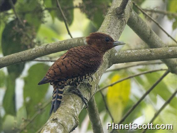 Cinnamon Woodpecker (Celeus loricatus)