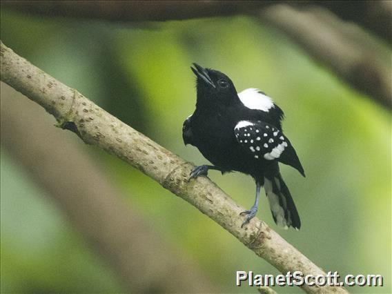 Dot-winged Antwren (Microrhopias quixensis)