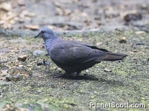 Dusky Pigeon (Patagioenas goodsoni)