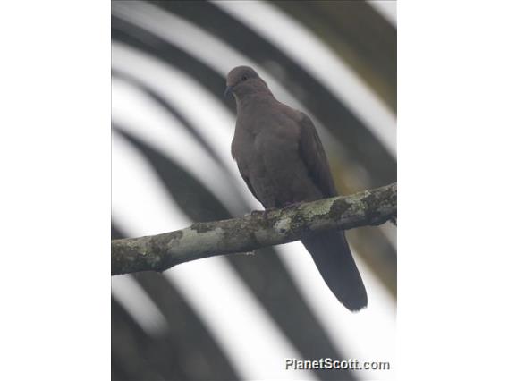 Ruddy Pigeon (Patagioenas subvinacea)