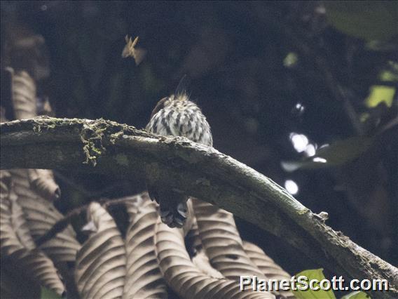 Lanceolated Monklet (Micromonacha lanceolata)