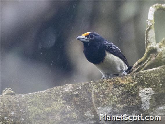 Orange-fronted Barbet (Capito squamatus)