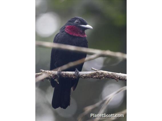 Purple-throated Fruitcrow (Querula purpurata)