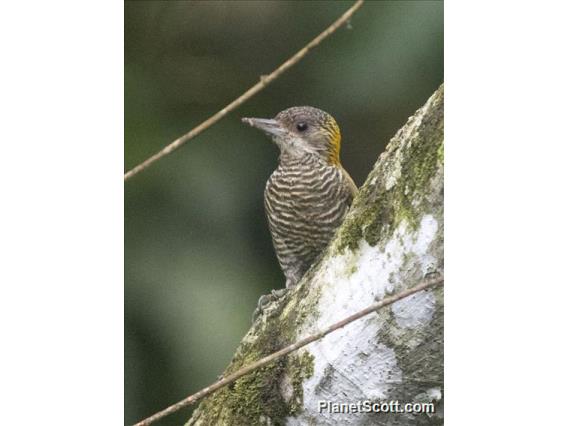 Red-rumped Woodpecker (Dryobates kirkii)