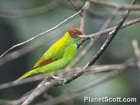 Rufous-winged Tanager (Tangara lavinia)