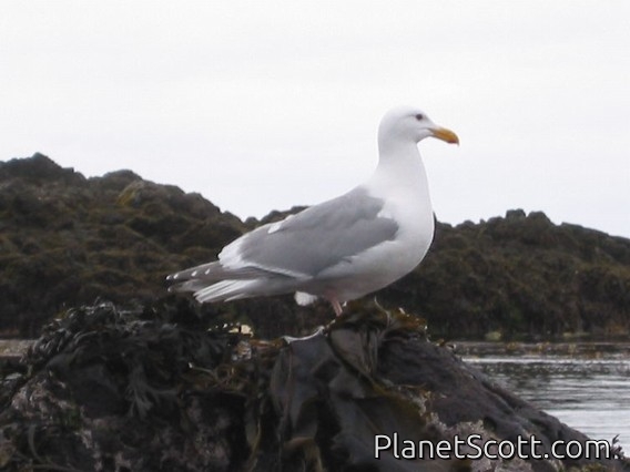 Glaucous-winged Gull (Larus glaucescens)