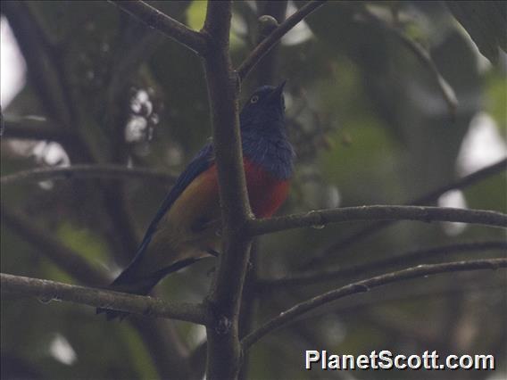 Scarlet-breasted Dacnis (Dacnis berlepschi)