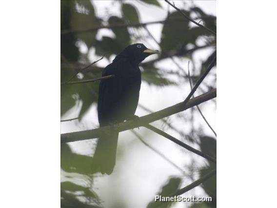 Scarlet-rumped Cacique (Cacicus uropygialis)