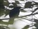 Scarlet-rumped Cacique (Cacicus uropygialis)