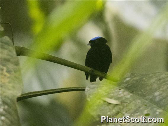 Velvety Manakin (Lepidothrix velutina)