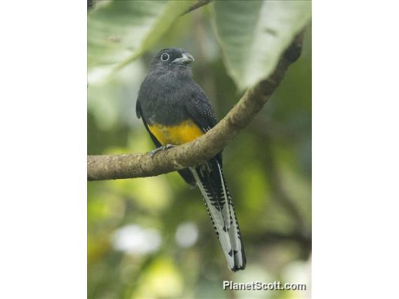 White-tailed Trogon (Trogon chionurus)