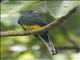 White-tailed Trogon (Trogon chionurus)