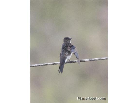 White-thighed Swallow (Atticora tibialis)