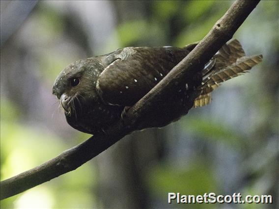 Oilbird (Steatornis caripensis)