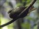 Oilbird (Steatornis caripensis)