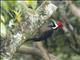 Guayaquil Woodpecker (Campephilus gayaquilensis)