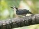 Black-cheeked Woodpecker (Melanerpes pucherani)