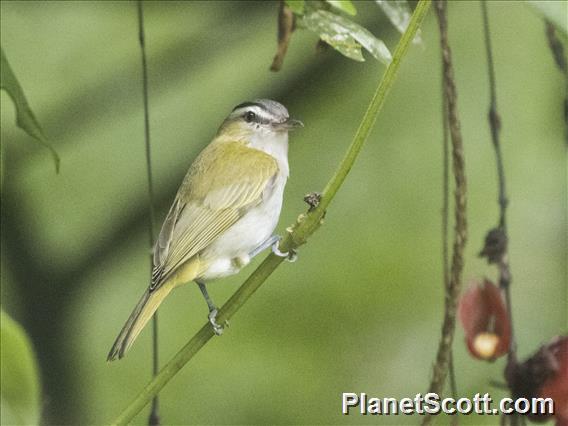 Chivi Vireo (Vireo chivi)