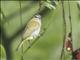 Chivi Vireo (Vireo chivi)