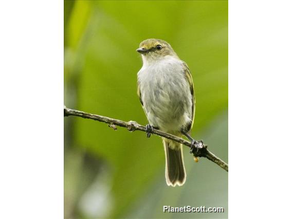 Choco Tyrannulet (Zimmerius albigularis)