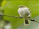 Choco Tyrannulet (Zimmerius albigularis)