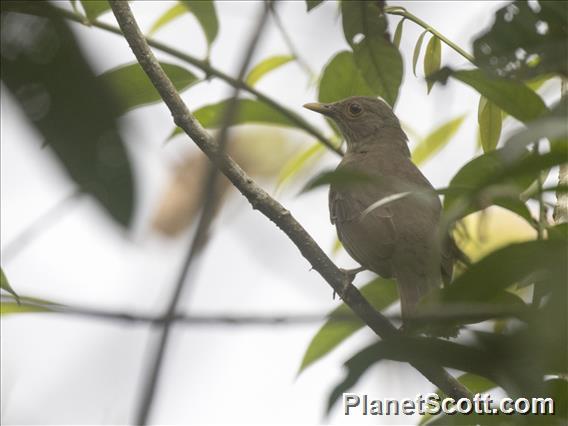 Ecuadorian Thrush (Turdus maculirostris)