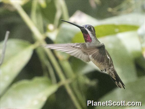 Long-billed Starthroat (Heliomaster longirostris)