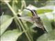 Long-billed Starthroat (Heliomaster longirostris)